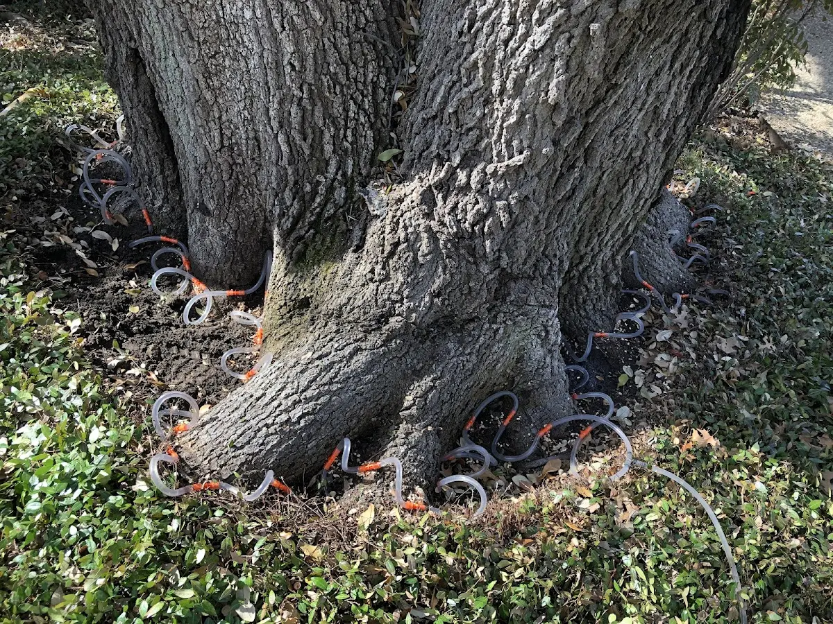 Detailed Tree Cabling and Bracing job site in Olivet