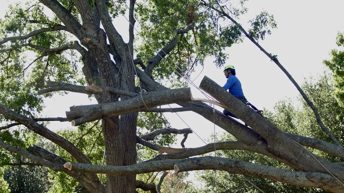 Professional Hazardous Tree Removal performed by certified arborists in Olivet